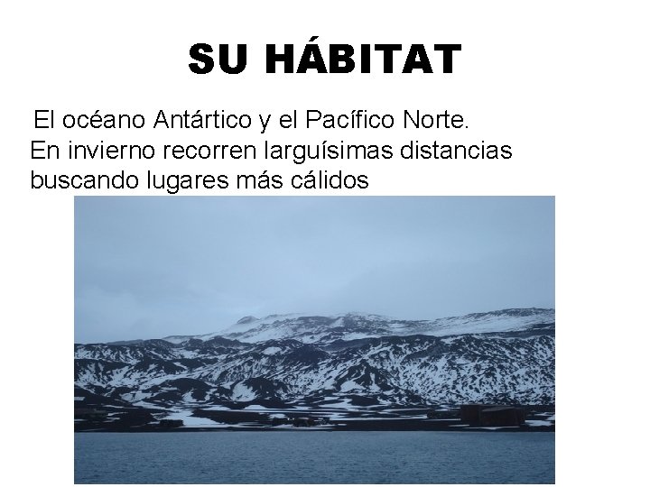 SU HÁBITAT El océano Antártico y el Pacífico Norte. En invierno recorren larguísimas distancias