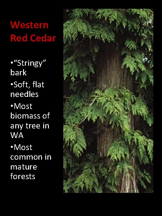 Western Red Cedar • “Stringy” bark • Soft, flat needles • Most biomass of