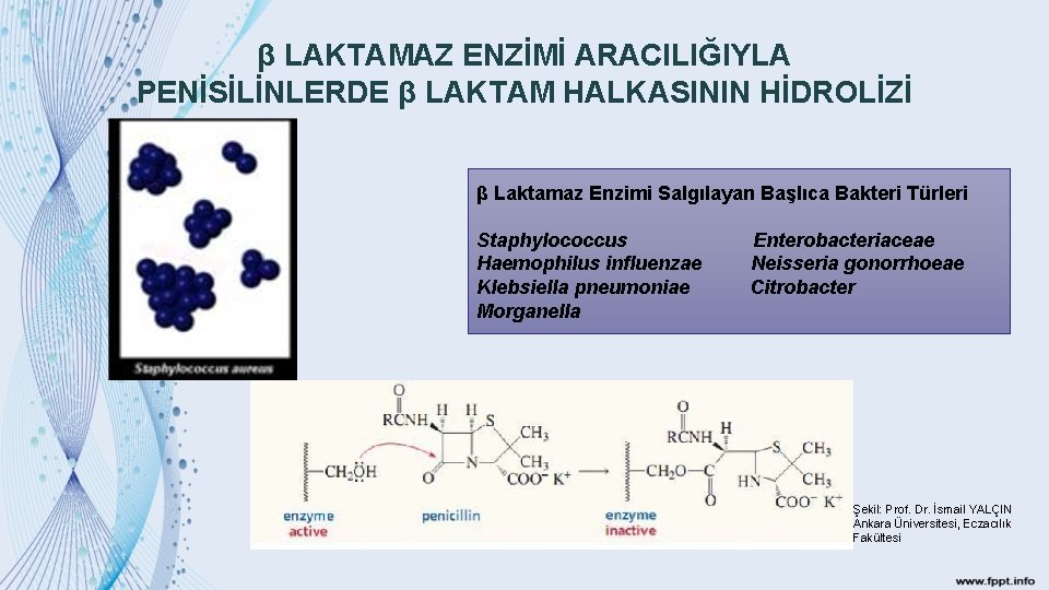 β LAKTAMAZ ENZİMİ ARACILIĞIYLA PENİSİLİNLERDE β LAKTAM HALKASININ HİDROLİZİ β Laktamaz Enzimi Salgılayan Başlıca