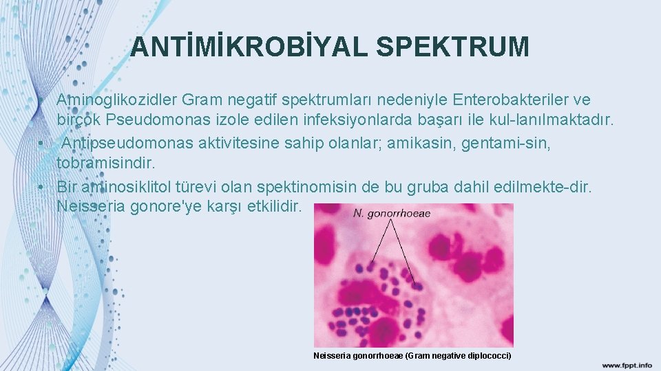 ANTİMİKROBİYAL SPEKTRUM • Aminoglikozidler Gram negatif spektrumları nedeniyle Enterobakteriler ve birçok Pseudomonas izole edilen