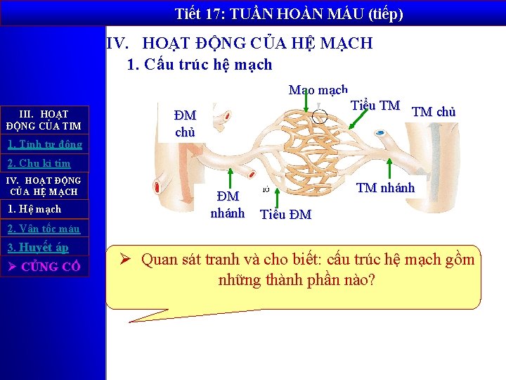 Tiết 17: TUẦN HOÀN MÁU (tiếp) IV. HOẠT ĐỘNG CỦA HỆ MẠCH 1. Cấu