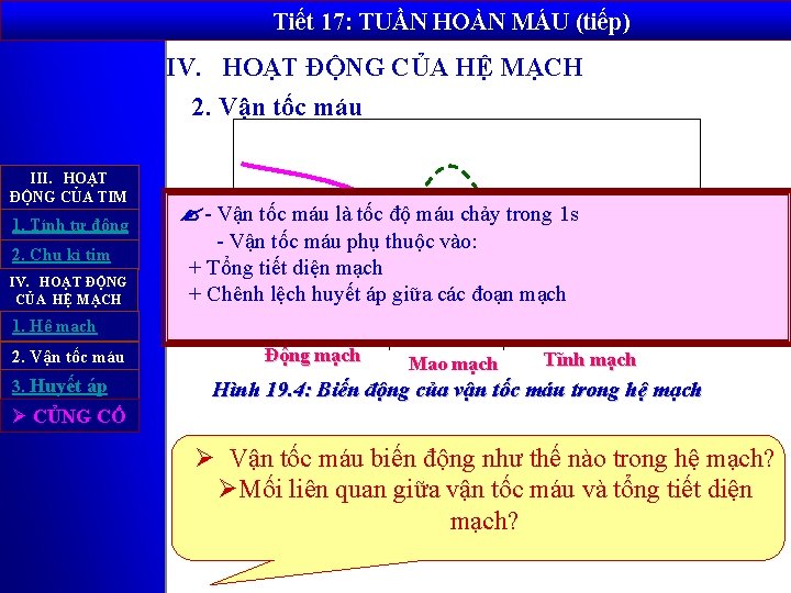 Tiết 17: TUẦN HOÀN MÁU (tiếp) IV. HOẠT ĐỘNG CỦA HỆ MẠCH 2. Vận