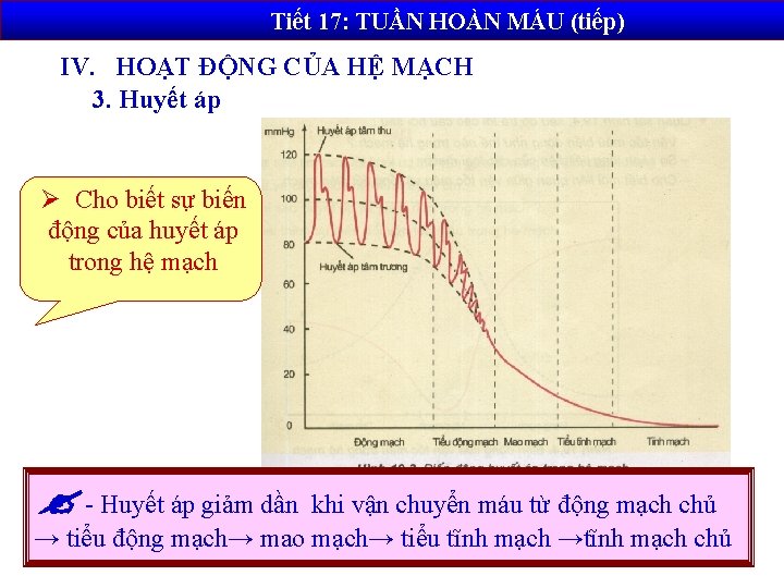 Tiết 17: TUẦN HOÀN MÁU (tiếp) IV. HOẠT ĐỘNG CỦA HỆ MẠCH 3. Huyết