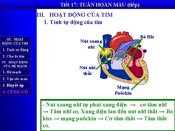 Tiết 17: TUẦN HOÀN MÁU (tiếp) III. HOẠT ĐỘNG CỦA TIM 1. Tính tự