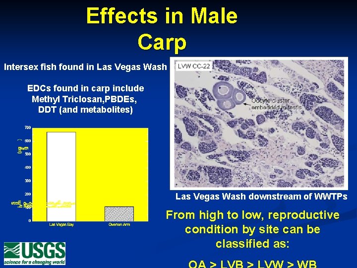 Effects in Male Carp Intersex fish found in Las Vegas Wash EDCs found in