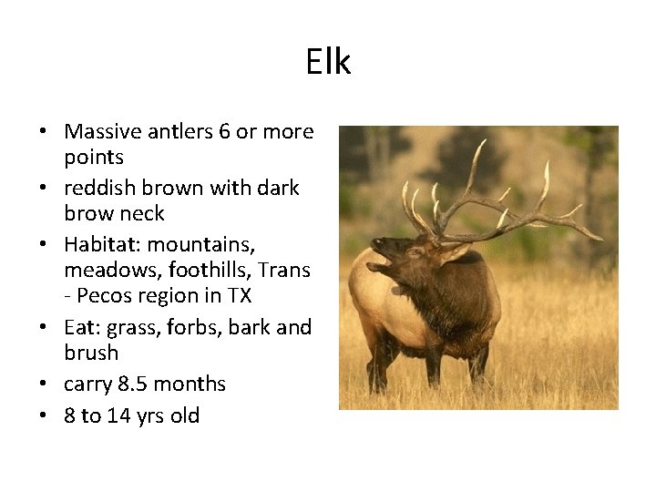 Elk • Massive antlers 6 or more points • reddish brown with dark brow
