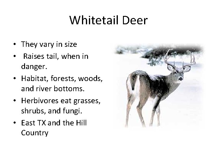 Whitetail Deer • They vary in size • Raises tail, when in danger. •