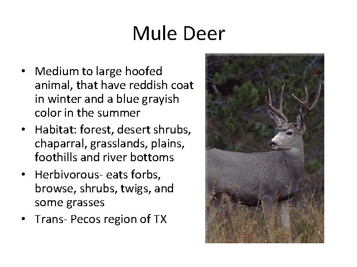 Mule Deer • Medium to large hoofed animal, that have reddish coat in winter