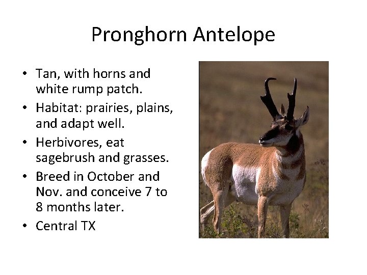 Pronghorn Antelope • Tan, with horns and white rump patch. • Habitat: prairies, plains,