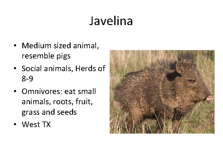 Javelina • Medium sized animal, resemble pigs • Social animals, Herds of 8 -9