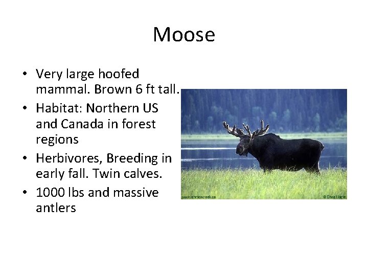 Moose • Very large hoofed mammal. Brown 6 ft tall. • Habitat: Northern US