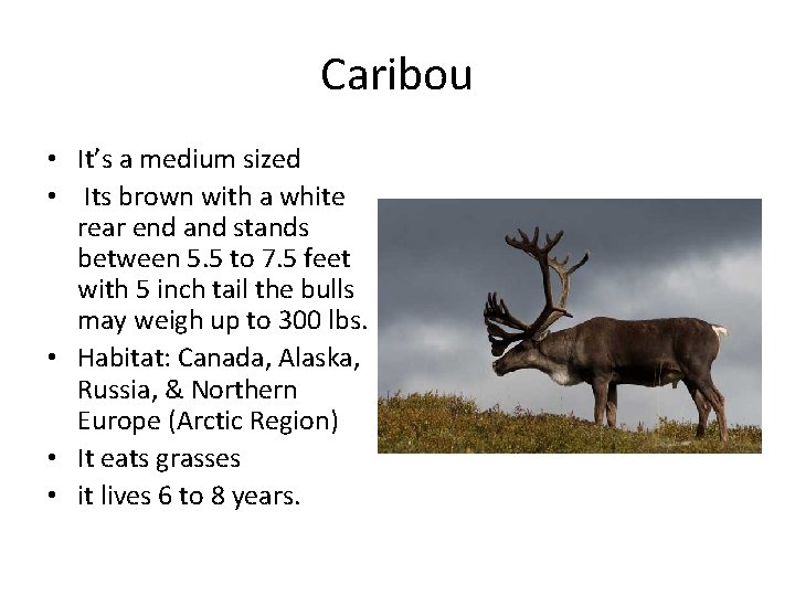Caribou • It’s a medium sized • Its brown with a white rear end