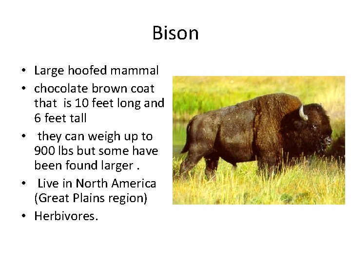 Bison • Large hoofed mammal • chocolate brown coat that is 10 feet long