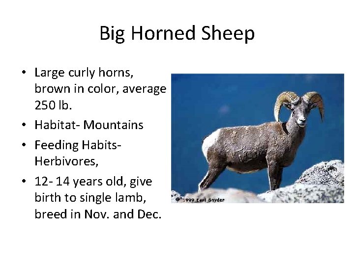 Big Horned Sheep • Large curly horns, brown in color, average 250 lb. •