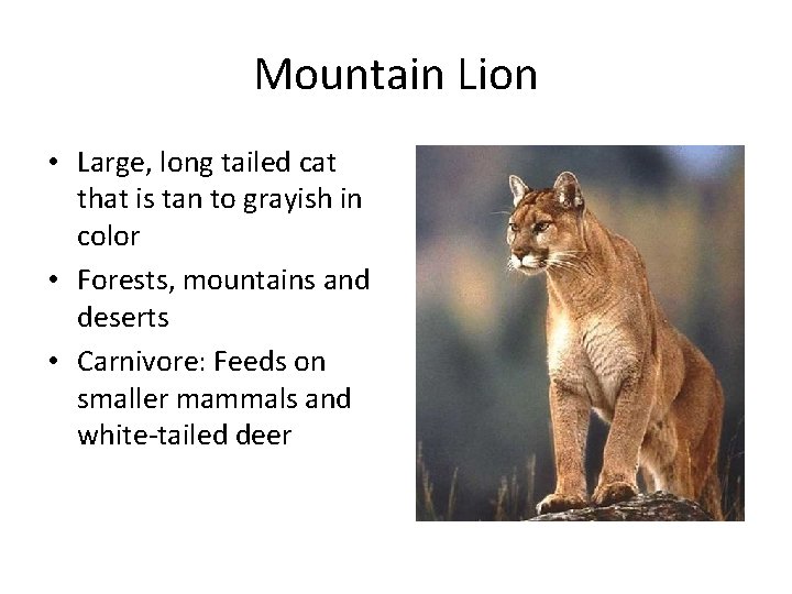 Mountain Lion • Large, long tailed cat that is tan to grayish in color