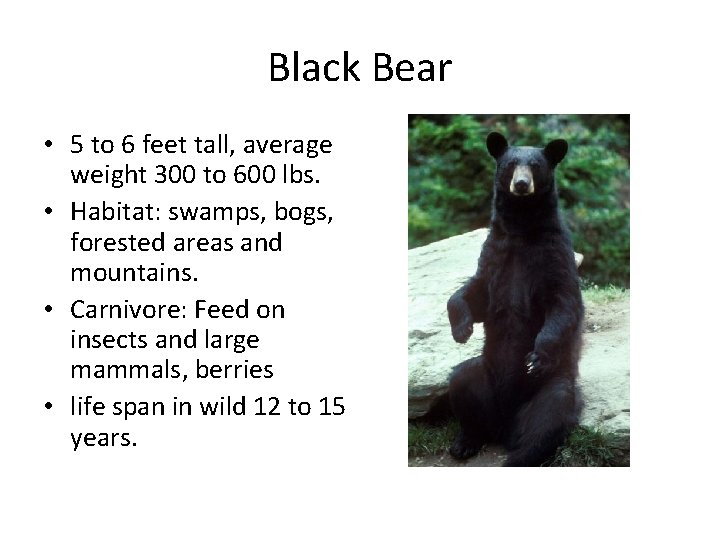 Black Bear • 5 to 6 feet tall, average weight 300 to 600 lbs.