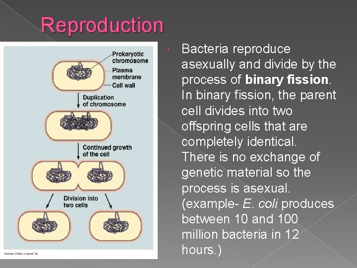 Reproduction Bacteria reproduce asexually and divide by the process of binary fission. In binary