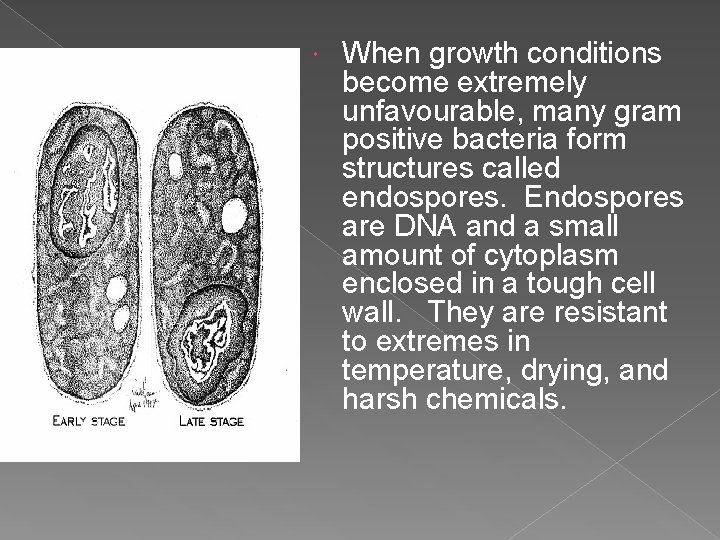  When growth conditions become extremely unfavourable, many gram positive bacteria form structures called