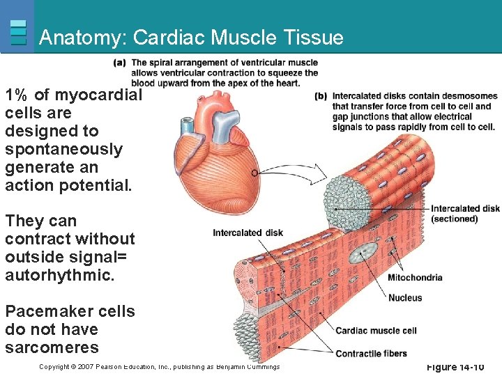 Anatomy: Cardiac Muscle Tissue 1% of myocardial cells are designed to spontaneously generate an