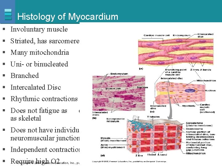 Histology of Myocardium § Involuntary muscle § Striated, has sarcomeres § Many mitochondria §