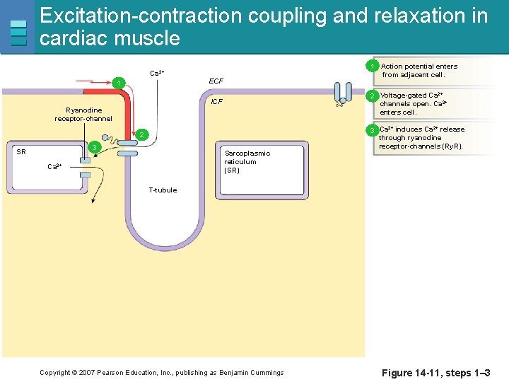Excitation-contraction coupling and relaxation in cardiac muscle Ca 2+ 1 1 Action potential enters