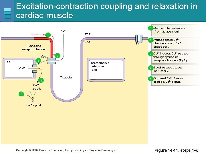 Excitation-contraction coupling and relaxation in cardiac muscle Ca 2+ 1 1 Action potential enters