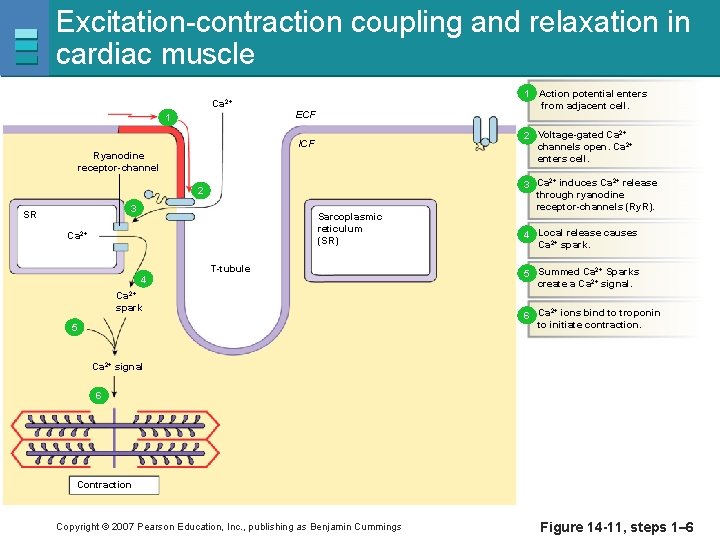 Excitation-contraction coupling and relaxation in cardiac muscle Ca 2+ 1 1 Action potential enters