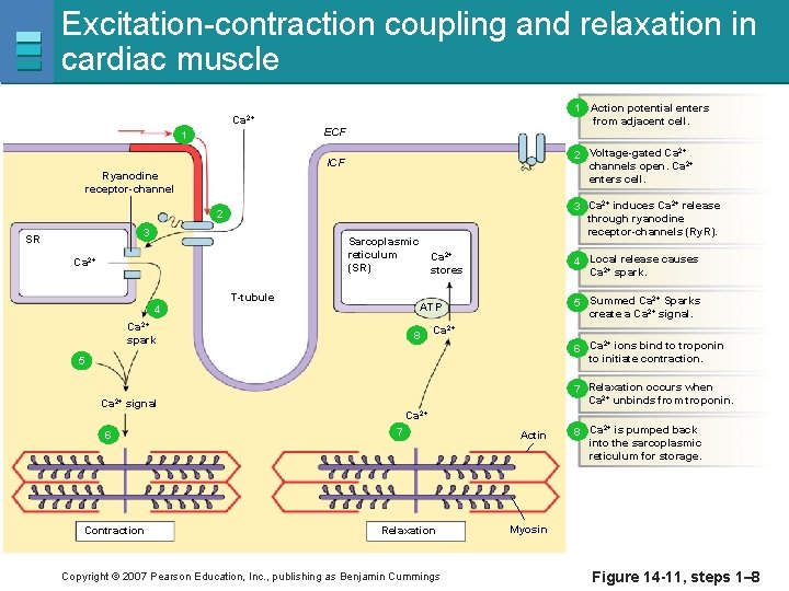 Excitation-contraction coupling and relaxation in cardiac muscle Ca 2+ 1 1 Action potential enters