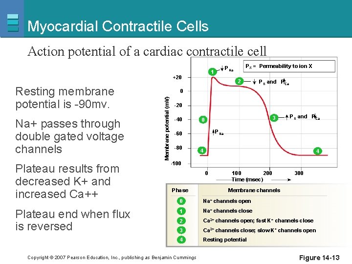 Myocardial Contractile Cells Action potential of a cardiac contractile cell +20 Na+ passes through