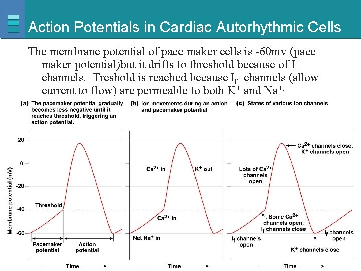 Action Potentials in Cardiac Autorhythmic Cells The membrane potential of pace maker cells is