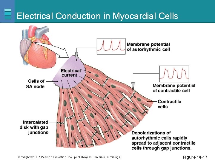 Electrical Conduction in Myocardial Cells Copyright © 2007 Pearson Education, Inc. , publishing as