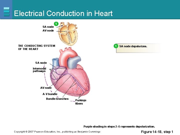 Electrical Conduction in Heart SA node AV node 1 1 THE CONDUCTING SYSTEM OF