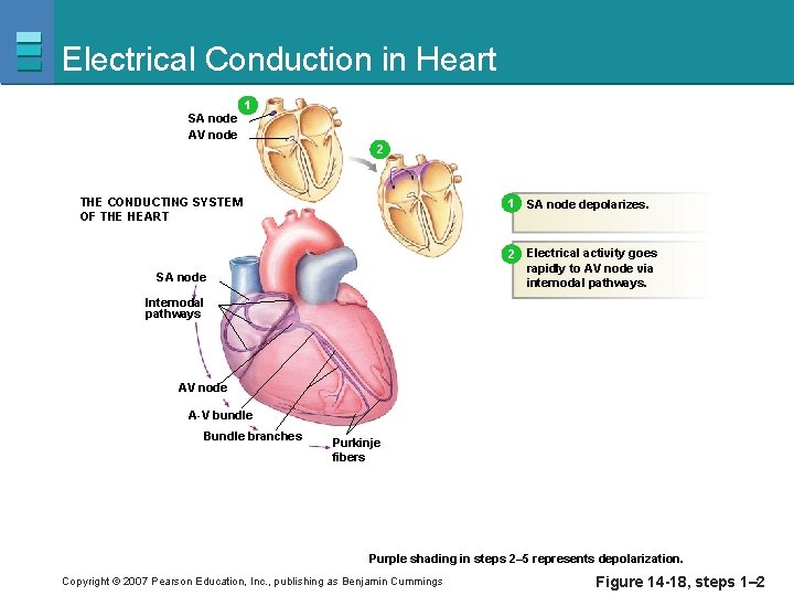 Electrical Conduction in Heart SA node AV node 1 1 2 THE CONDUCTING SYSTEM