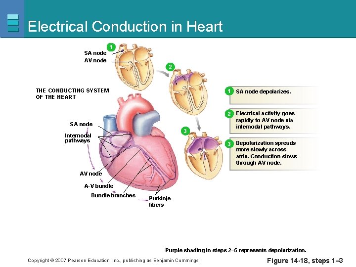 Electrical Conduction in Heart SA node AV node 1 1 2 THE CONDUCTING SYSTEM