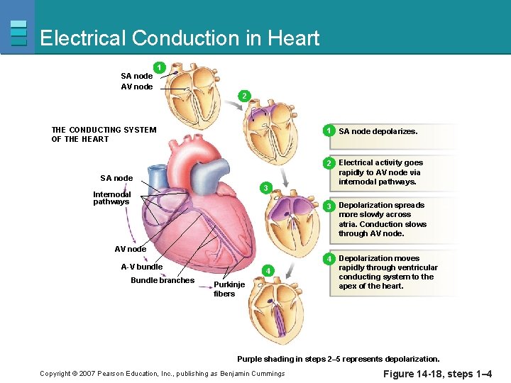 Electrical Conduction in Heart SA node AV node 1 1 2 THE CONDUCTING SYSTEM