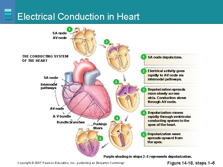 Electrical Conduction in Heart SA node AV node 1 1 2 THE CONDUCTING SYSTEM