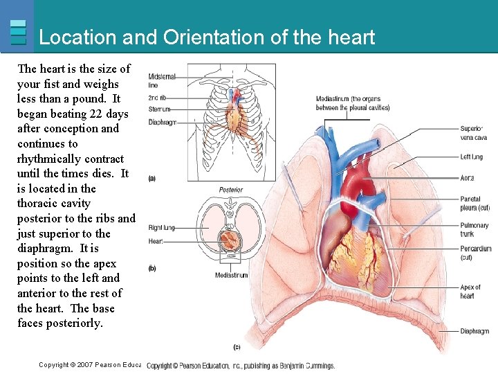 Location and Orientation of the heart The heart is the size of your fist
