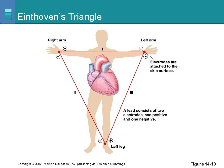 Einthoven’s Triangle Copyright © 2007 Pearson Education, Inc. , publishing as Benjamin Cummings Figure