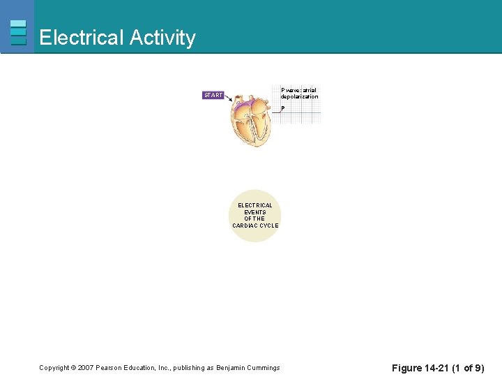 Electrical Activity P wave: atrial depolarization START P ELECTRICAL EVENTS OF THE CARDIAC CYCLE