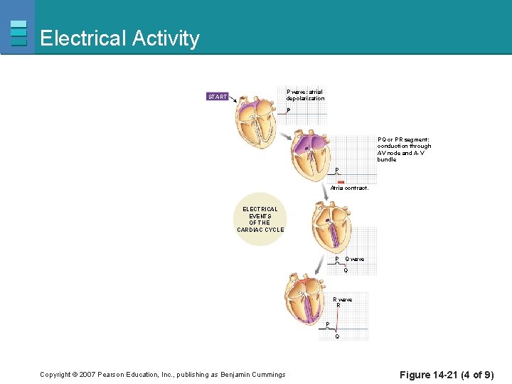 Electrical Activity P wave: atrial depolarization START P PQ or PR segment: conduction through