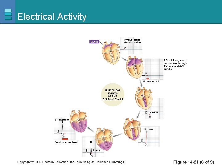 Electrical Activity P wave: atrial depolarization START P PQ or PR segment: conduction through