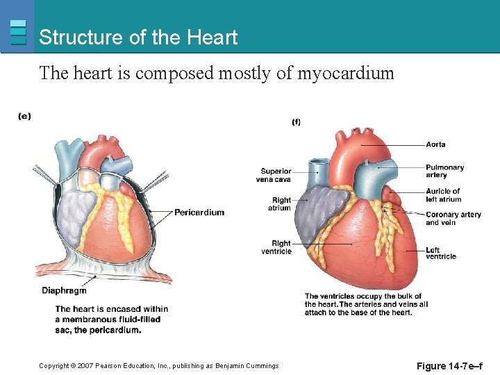 Structure of the Heart The heart is composed mostly of myocardium Copyright © 2007