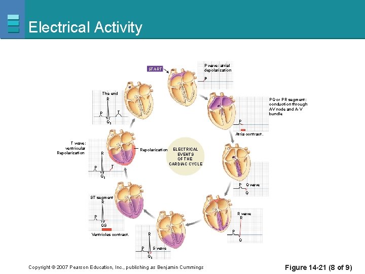 Electrical Activity P wave: atrial depolarization START P The end R PQ or PR