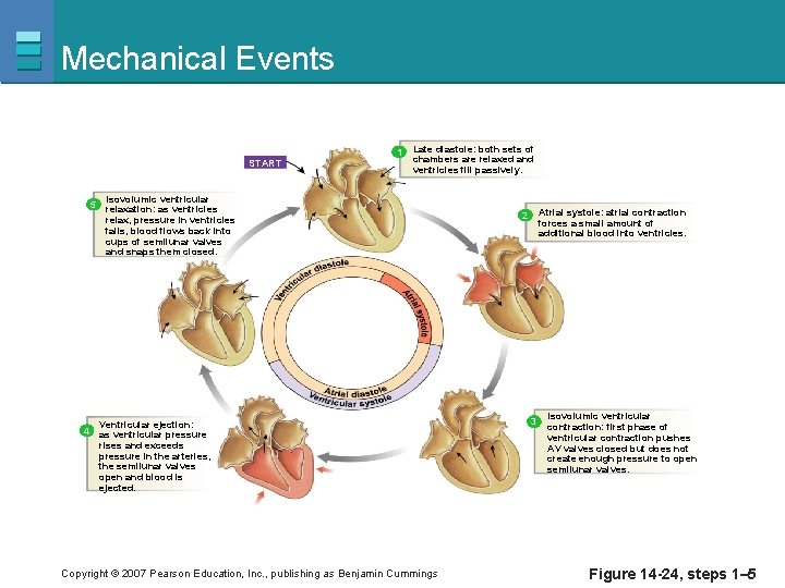 Mechanical Events 1 START 5 Late diastole: both sets of chambers are relaxed and