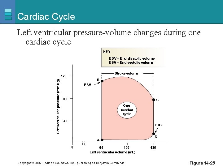 Cardiac Cycle Left ventricular pressure-volume changes during one cardiac cycle KEY EDV = End-diastolic