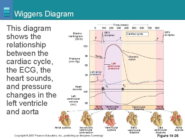 Wiggers Diagram This diagram shows the relationship between the cardiac cycle, the ECG, the