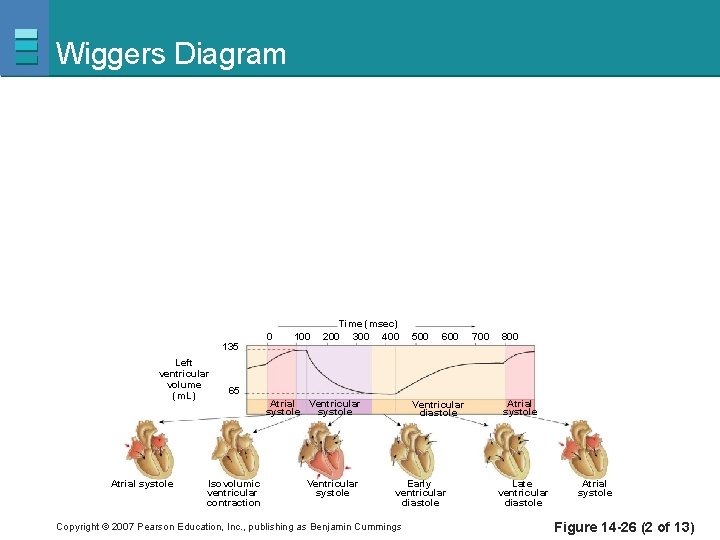 Wiggers Diagram 135 Left ventricular volume (m. L) Atrial systole 0 100 Time (msec)