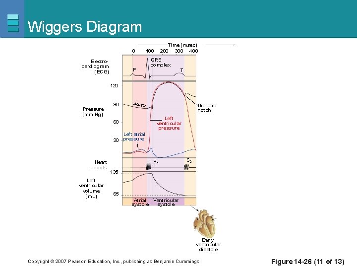 Wiggers Diagram 0 Electrocardiogram (ECG) P Time (msec) 200 300 400 100 QRS complex