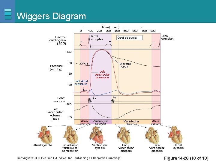 Wiggers Diagram 0 Electrocardiogram (ECG) P Time (msec) 200 300 400 100 QRS complex