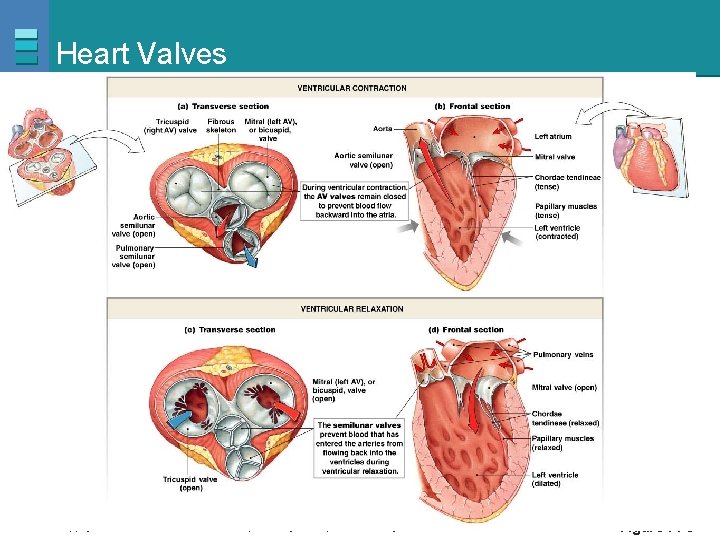 Heart Valves PLAY Animation: Cardiovascular System: Anatomy Review: The Heart Copyright © 2007 Pearson